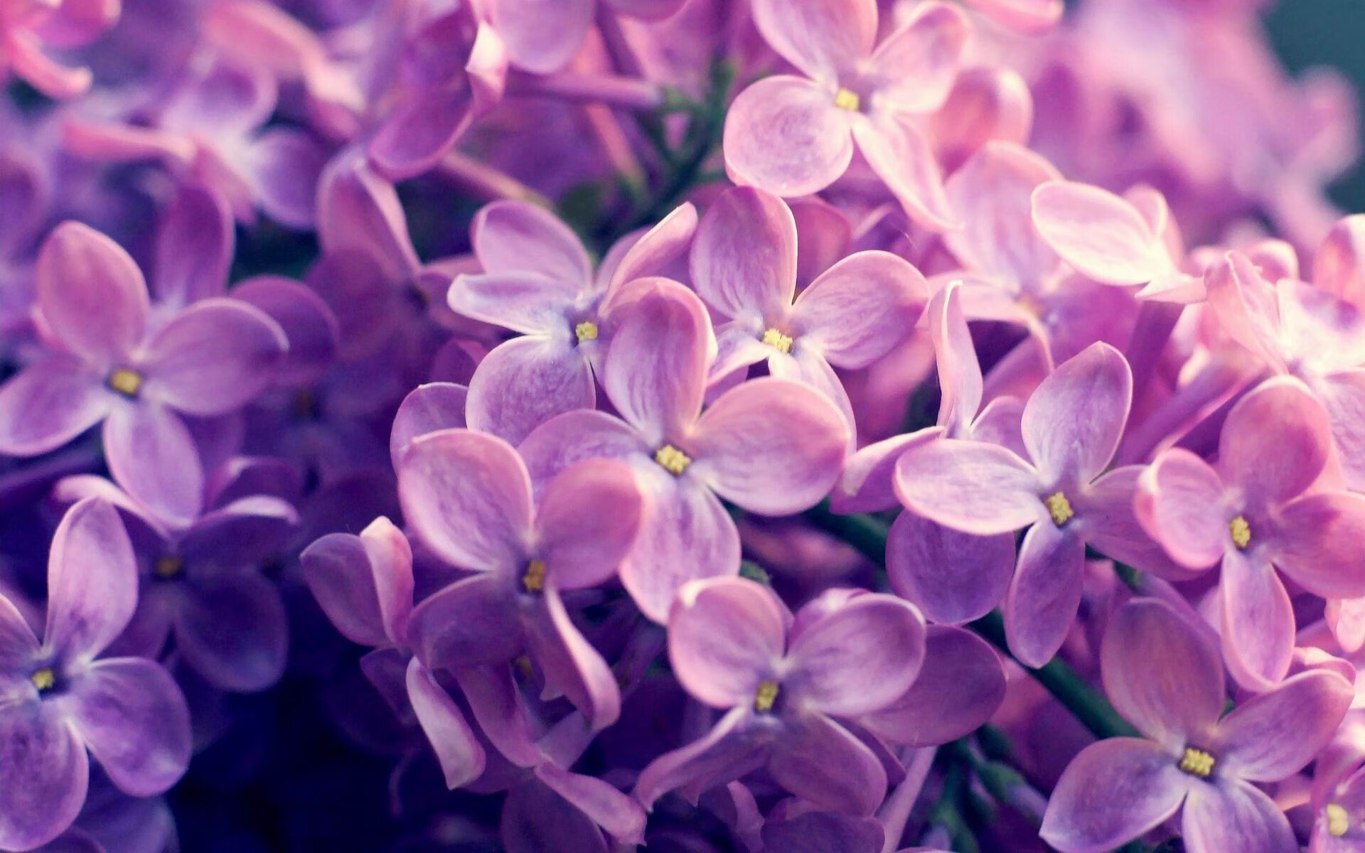 跨界传奇,塞维利亚的绿茵魔法与皮克的抢七神迹